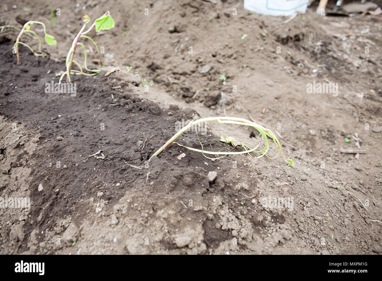 Süßkartoffel, verdorrte Pflanze auf die landwirtschaftlichen Boden Stockfoto