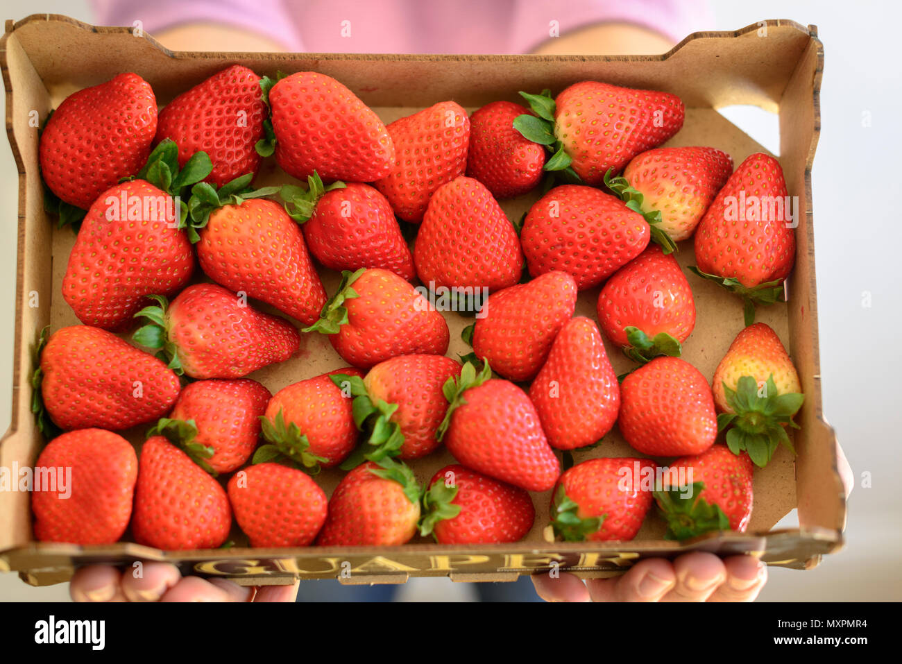 Box für frische Erdbeeren Stockfoto