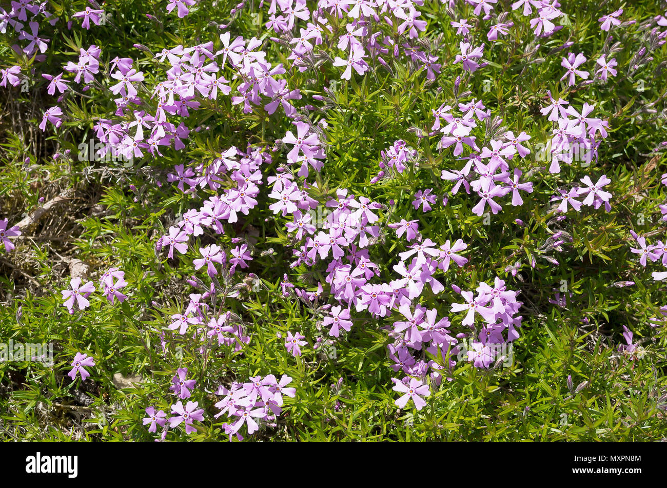 Phlox subulata Helligkeit in einem Englischen Garten wachsen in Großbritannien Stockfoto