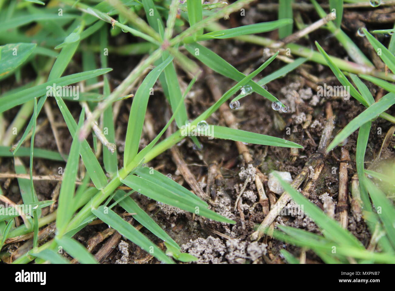 Morgentau Stockfoto