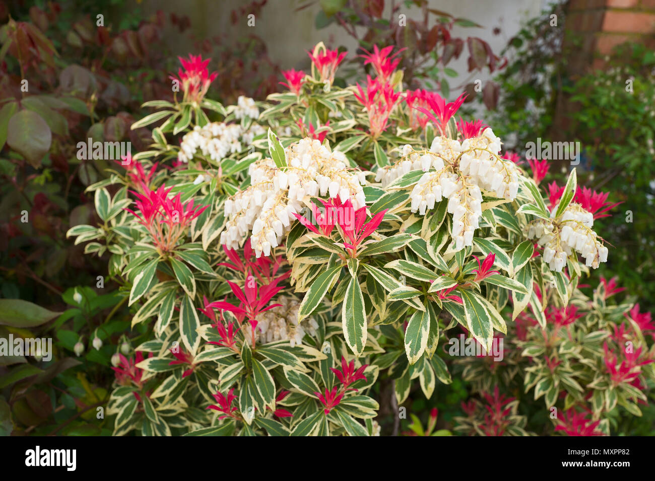 Image of Pieris flaming silver in vase