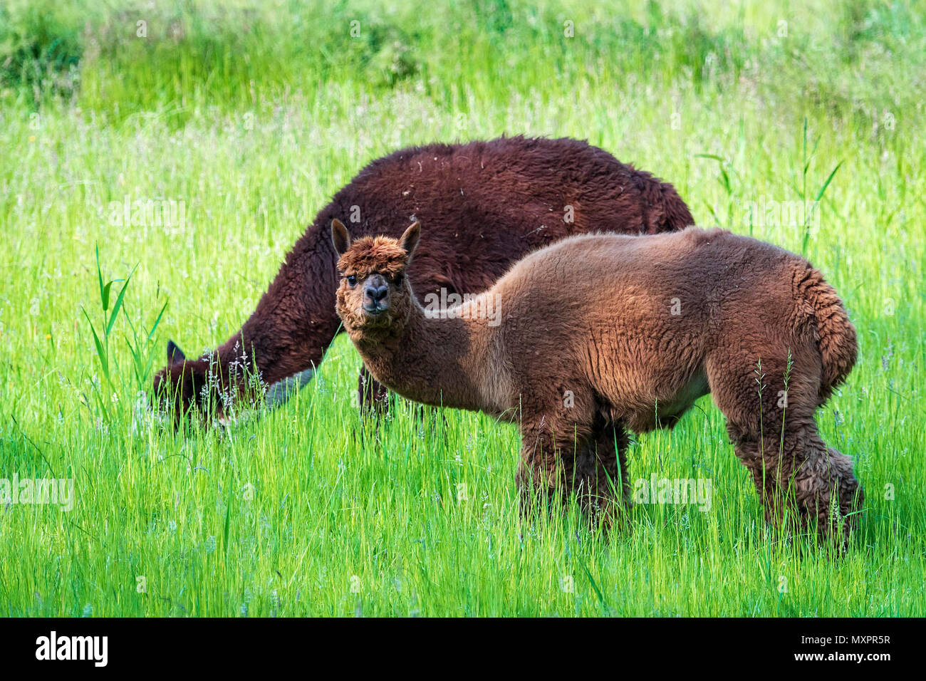 Lamas im Feld, häuslich Südamerikanischen camelid Stockfoto