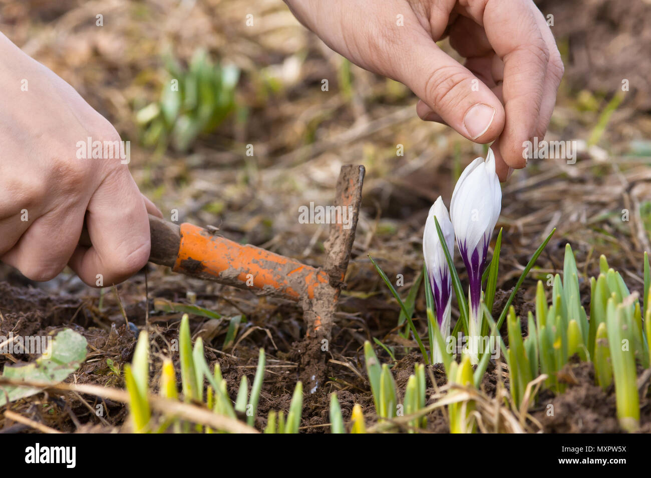 Hände säubern Blumenbeet mit Krokusse im Garten Stockfoto