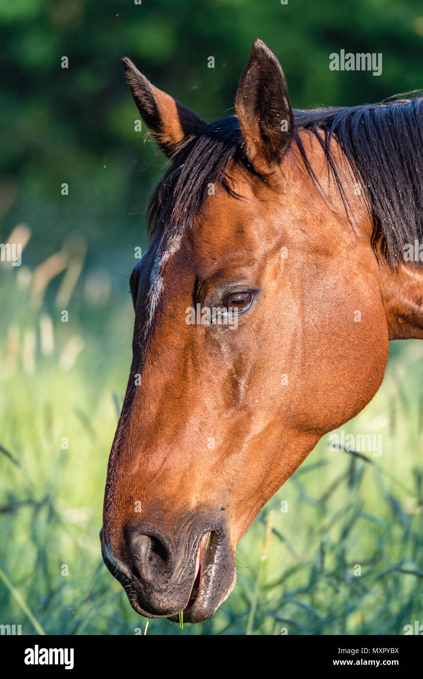Schöne braune Pferd stehend in einem Feld in Filipstad Schweden Stockfoto