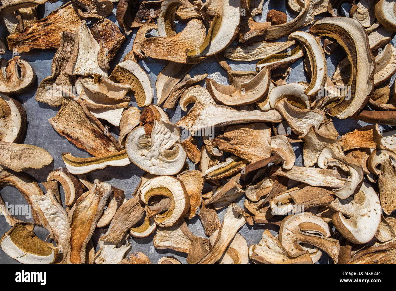 In Scheiben geschnittene frische Boletus Edulis Pilze auf Metalloberfläche. Trocknung unter Sonnenlicht. Stockfoto