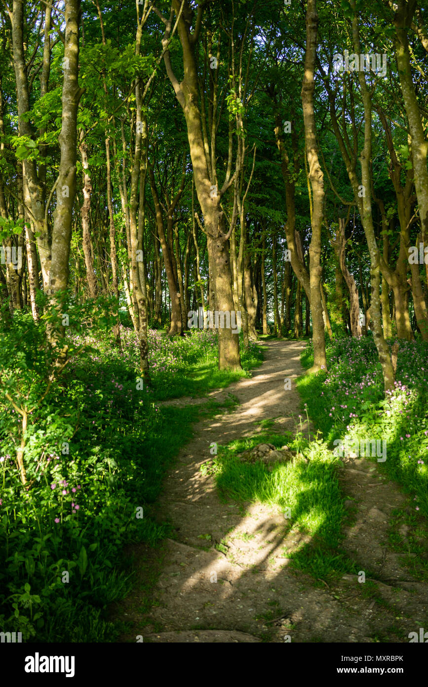 Sonnenuntergang über den South Downs Landschaft Wald am Devils Dyke in East Sussex, England. Stockfoto