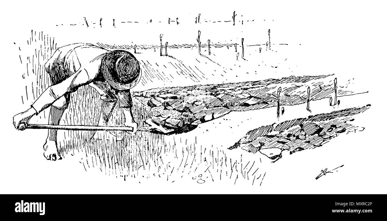 Arbeiten nach dem Spargel Ernte, anonym 1913 Stockfoto