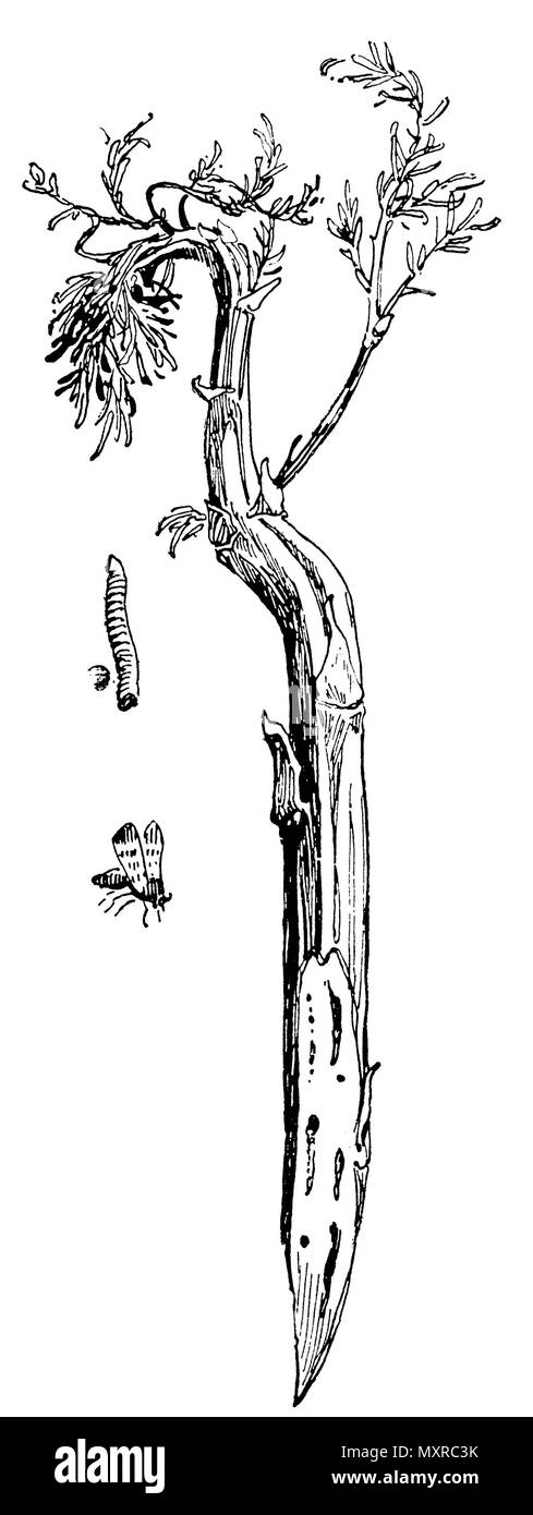 Spargel fliegen mit der Larve (oben links) und Gewindebohrungen Spargel Stiele, anonym 1913 Stockfoto