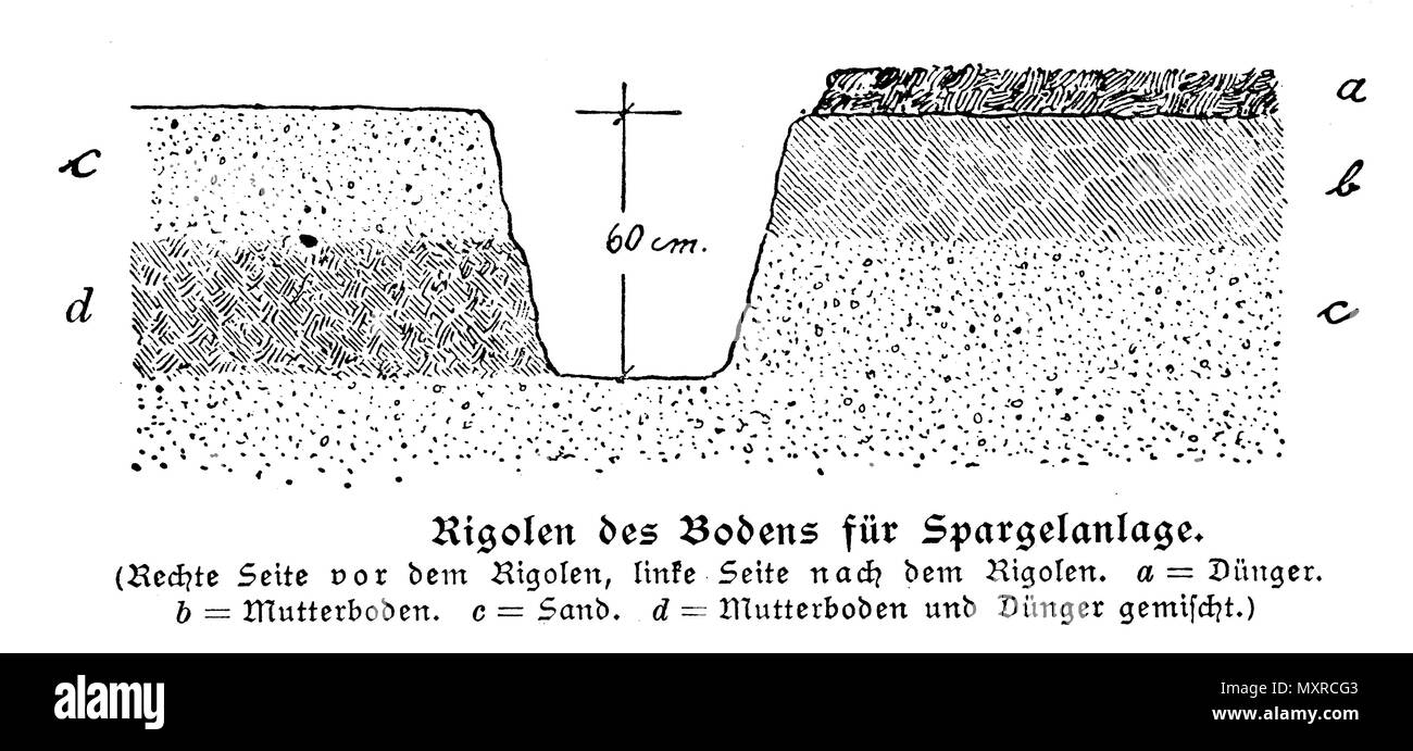 Rigols des Bodens für Spargel Pflanze, Rechts: Vor dem Ausheben von Gräben, links: Nach den Schützengräben, ein Düngemittel, b Mutterboden, c Sand, d Mutterboden und Dünger vermischt, anonym 1921 Stockfoto