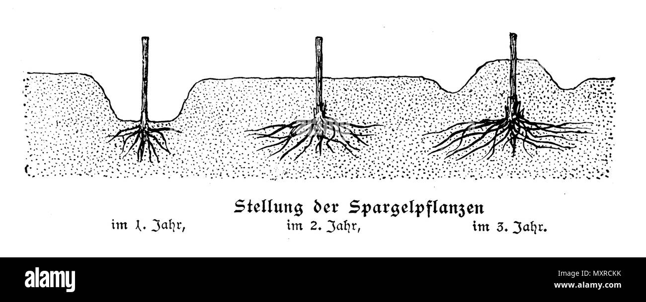Position der Spargel Pflanzen in der ersten, zweiten und dritten Jahr (von links), anonym 1921 Stockfoto
