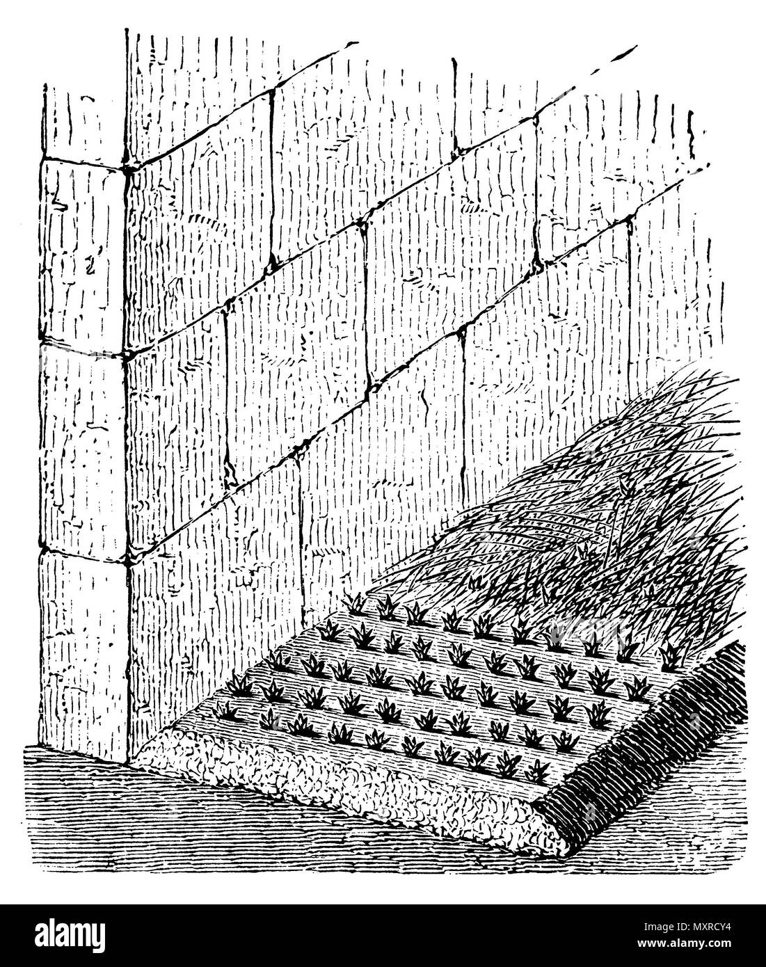 Anlage Bett pique, geschützt durch eine Mauer und durch lose verlegt Stroh geschützt während der frostigen Nächte, anonym 1911 Stockfoto