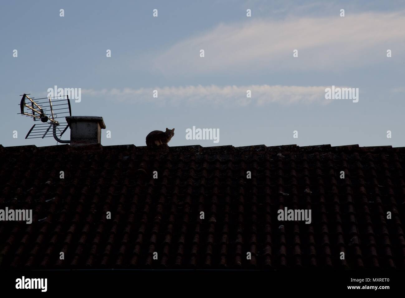 Die Katze auf dem Dach: eine Hauskatze auf dem firstziegel eines französischen Haus Stockfoto