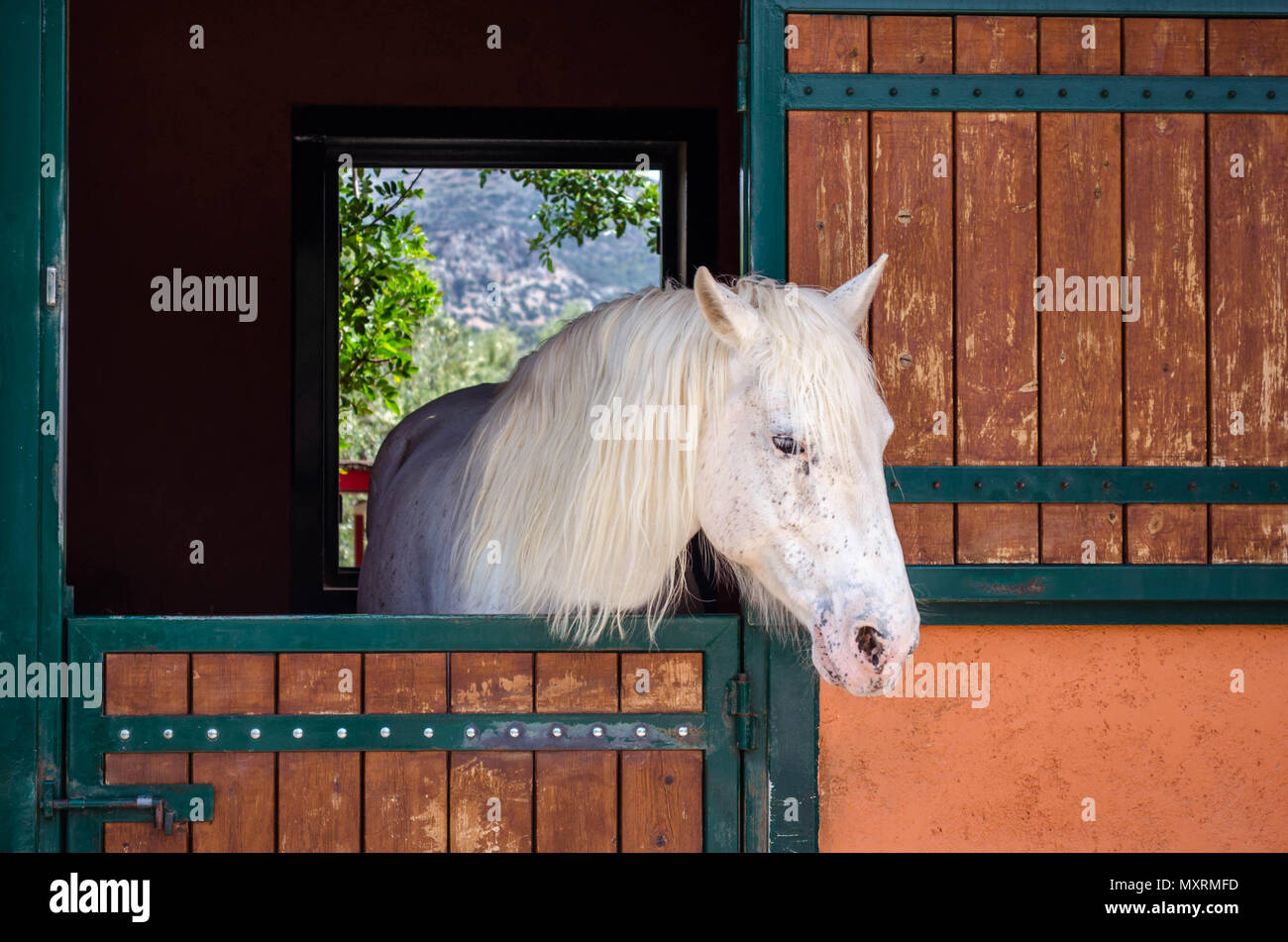 Wunderschöne reinrassige weiße Pferd mit Blick auf die stabile Tür. Stockfoto