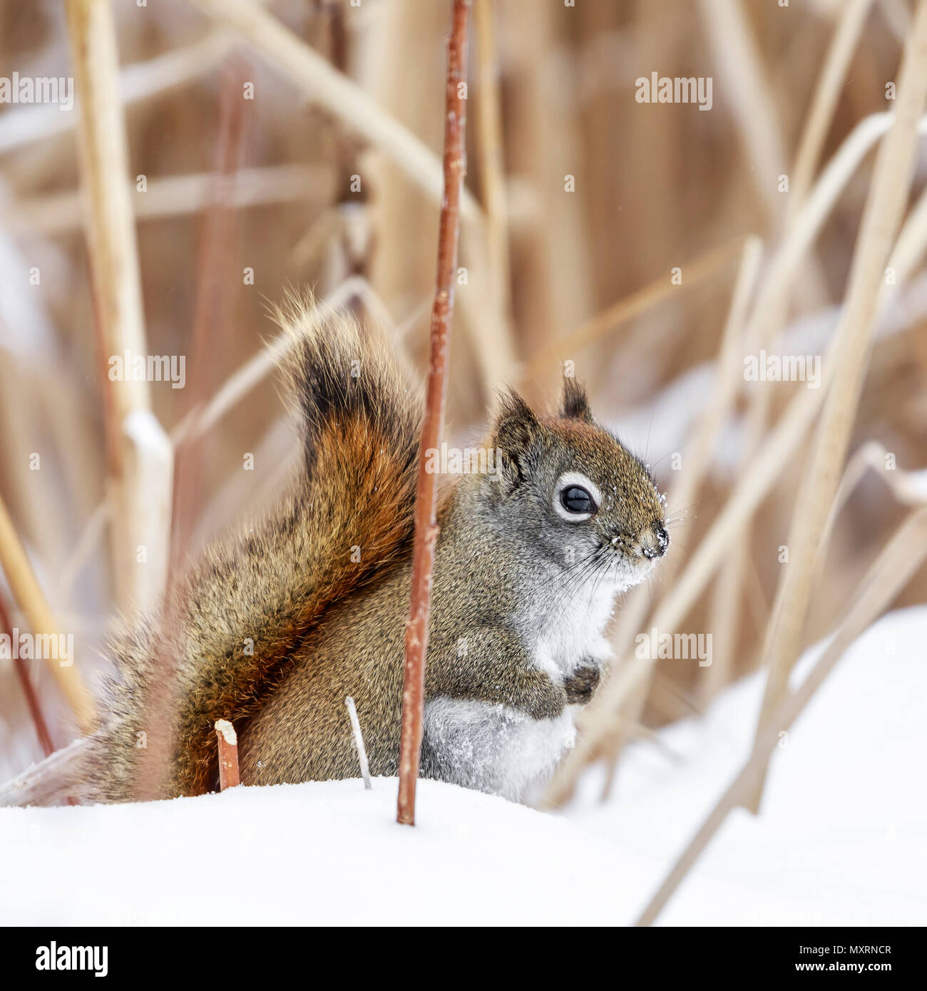 Amerikanische Rote Eichhörnchen im Schnee, (Tamiasciurus hudsonicus), Manitoba, Kanada. Stockfoto