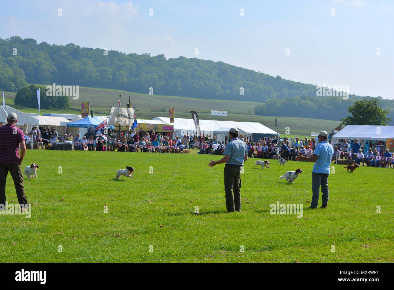 Hundebesitzer ihre Springer Spaniels Aufruf auf einer Hundeausstellung am jährlichen Sherborne Castle Country Fair, Sherbourne, Dorset, England Stockfoto