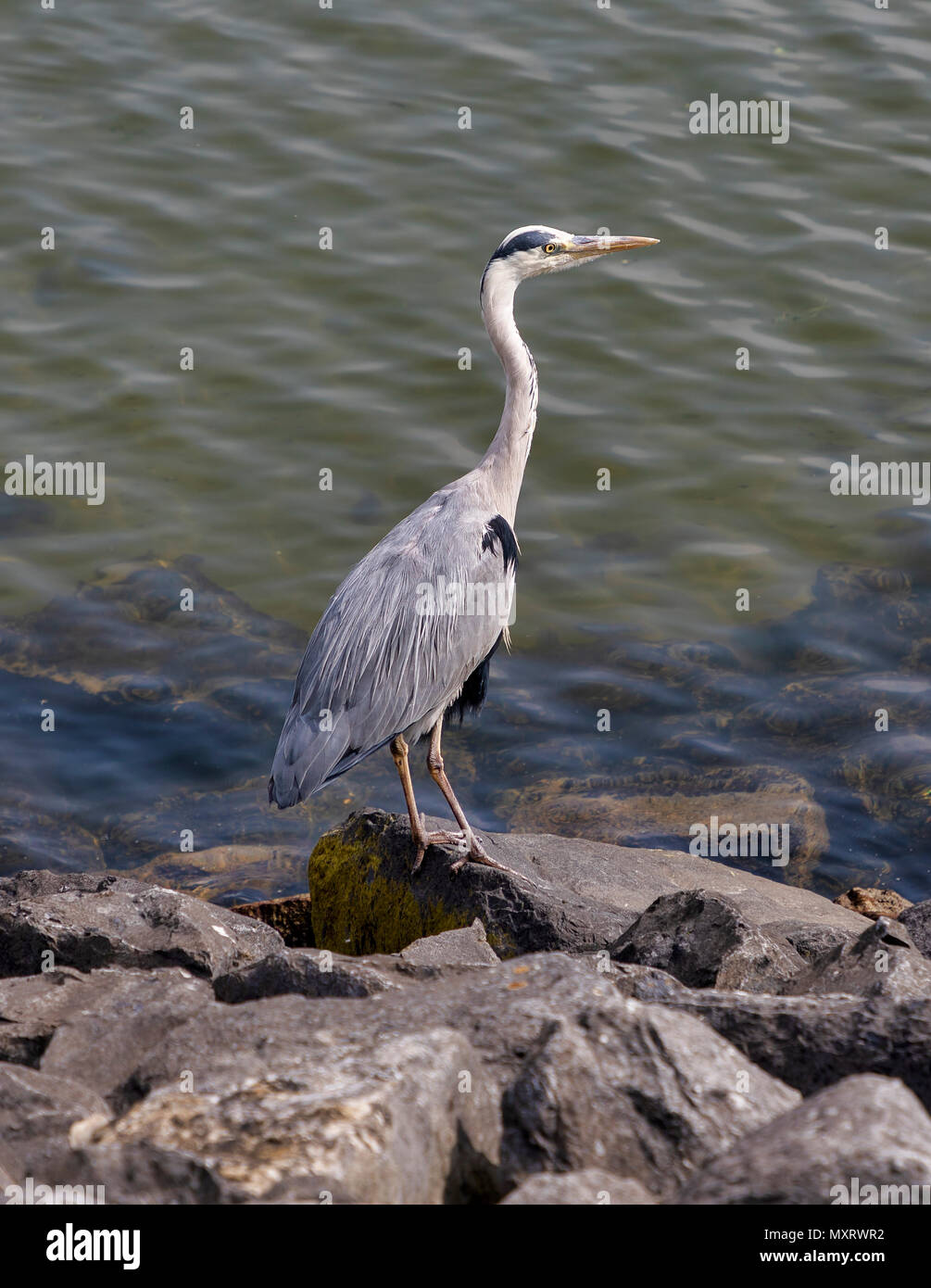 AMSTERDAM, NIEDERLANDE - 30. Mai: ein fischreiher stellt am Ufer des IJburg See am 30. Mai 2018 in Amsterdam, Niederlande. IJburg besteht aus sechs künstliche Inseln in der IJ See. Stockfoto