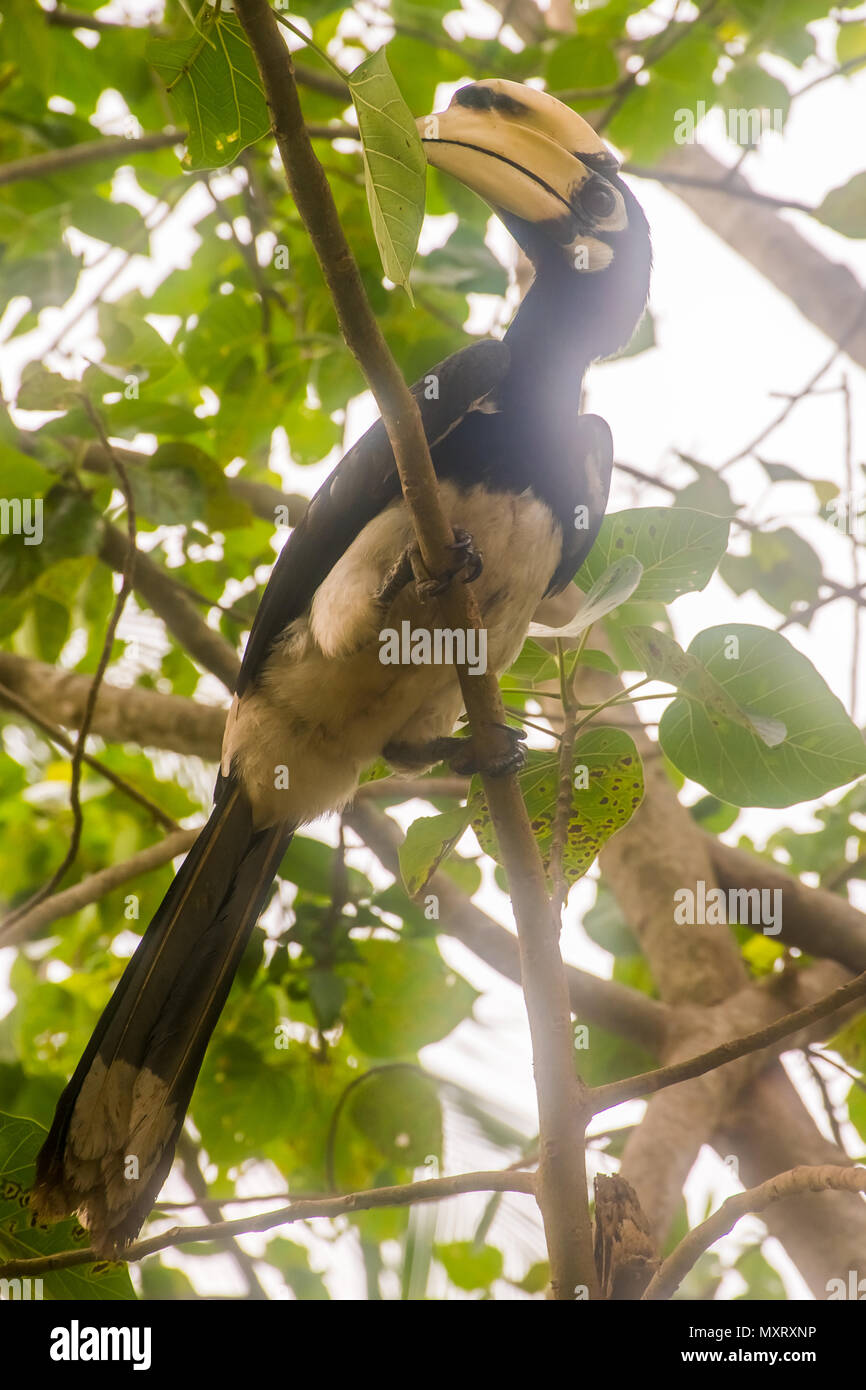 Great Hornbill, Buceros bicornis in der wilden Natur in der Ko Ngai in Thailand Stockfoto