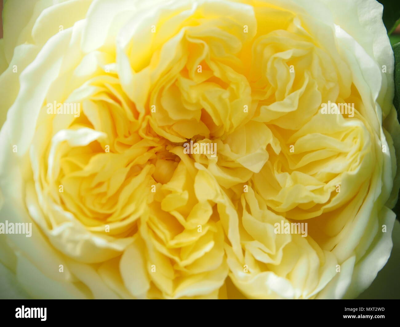 Blass gelbe Rose in voller Blüte, Blume, Nahaufnahme Stockfoto