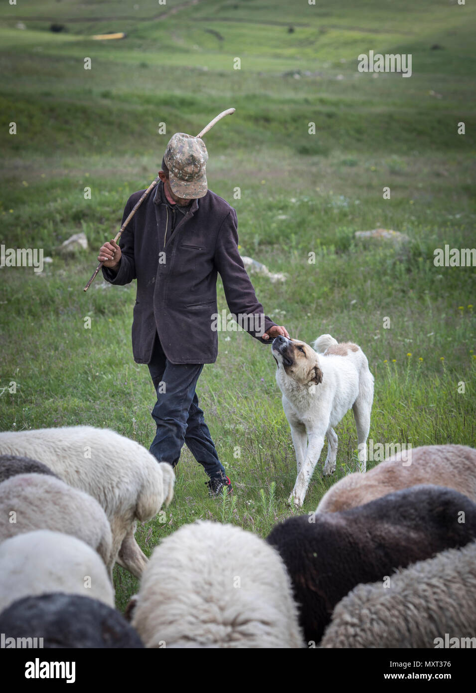 Areni, Armenien, 2. Juni, 2018: armenische Mann hütete die Schafe in einer Landschaft Stockfoto