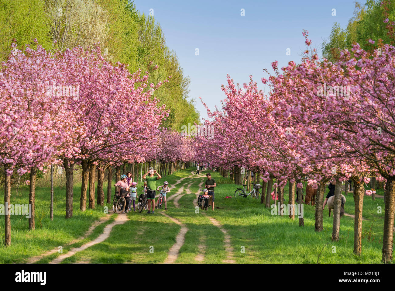 Cherry Blossom, Teltow, Mauerweg, Familie mit Fahrrädern, die ehemalige DDR-Grenze, in der Nähe von Berlin, Brandenburg, Stockfoto