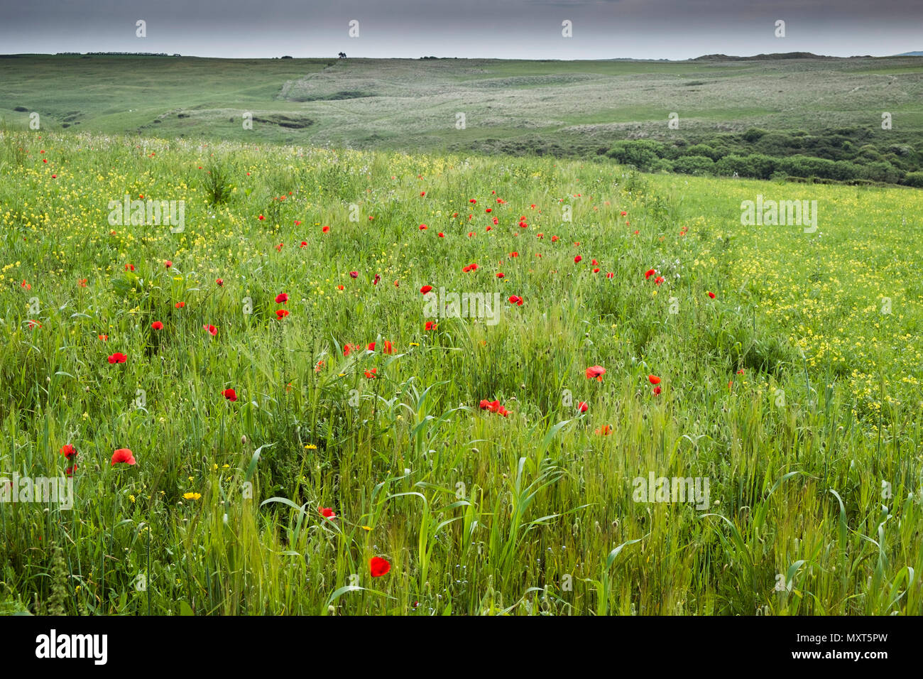 Die Arabale im Feld Projekt auf West Pentire in Newquay in Cornwall. Stockfoto