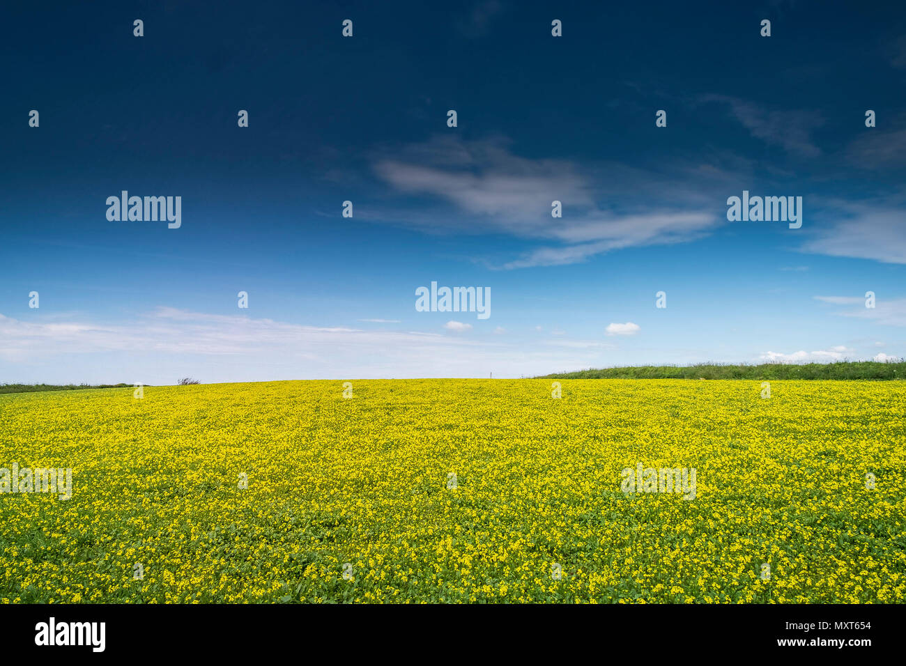 Ein Feld von gelben Wildblumen auf West Pentire in Newquay in Cornwall. Stockfoto