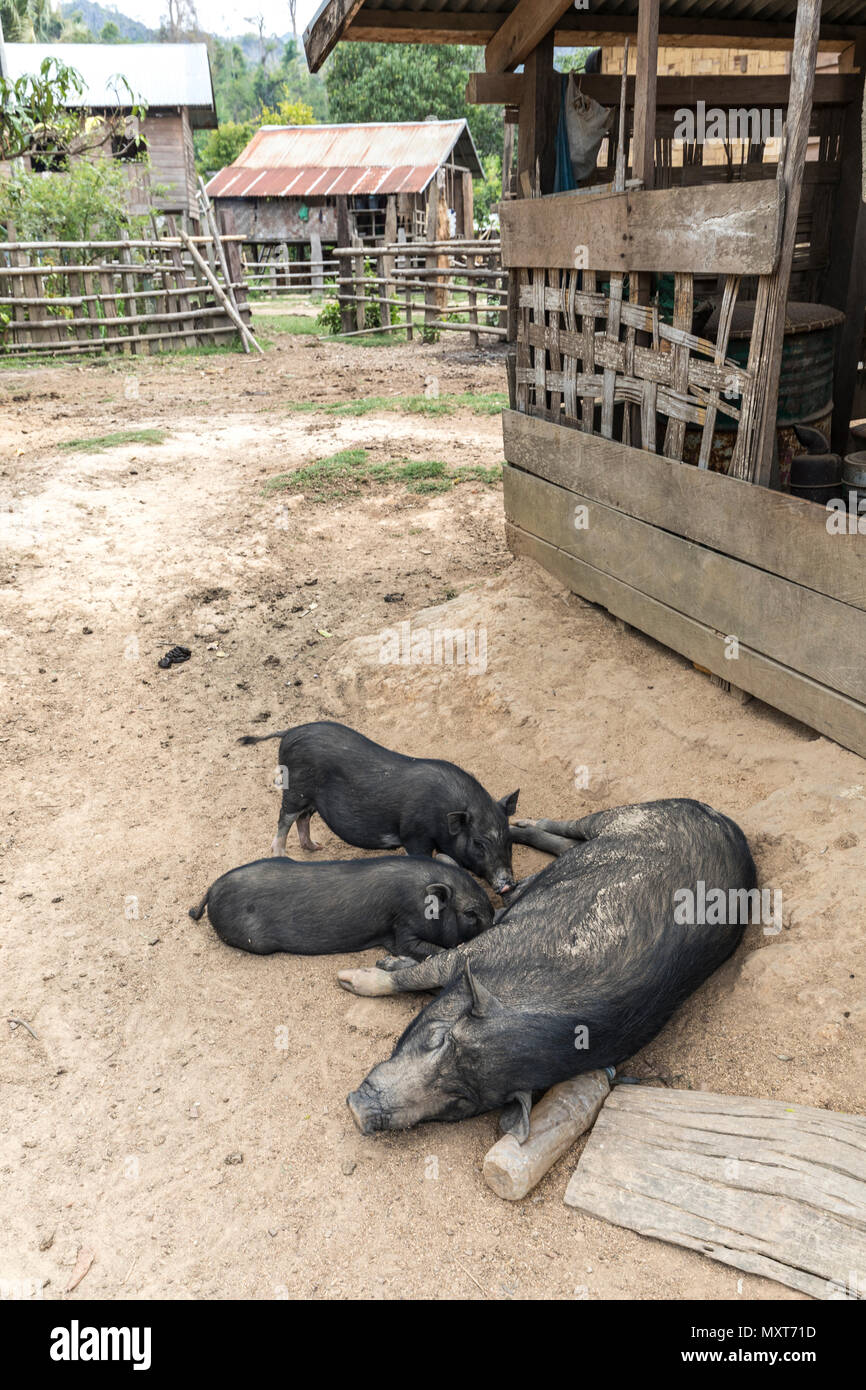 Spanferkel, Nong Ping, Laos Stockfoto
