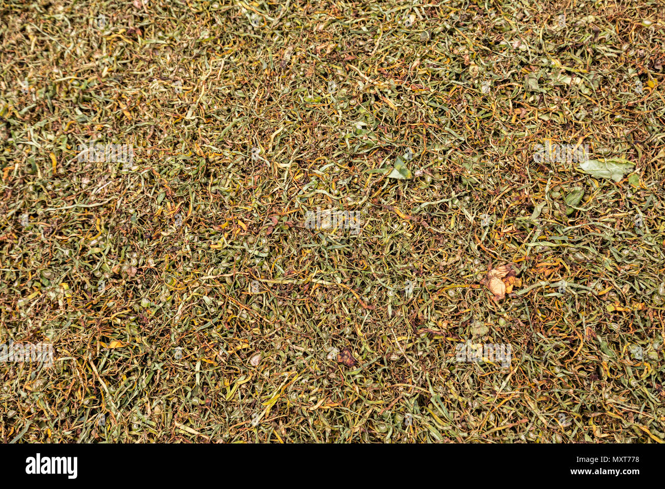 Trocknen Tee, Nong Ping, Laos Stockfoto