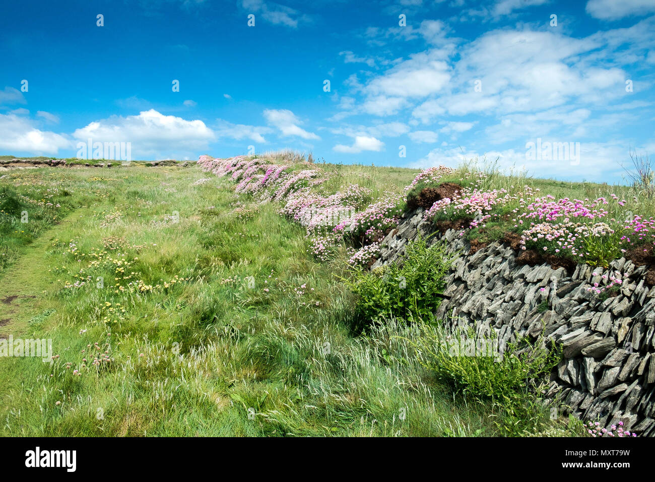 Meer Rosa Armeria maritima über eine alte Mauer auf West Pentire an der Küste von North Cornwall wachsen. Stockfoto