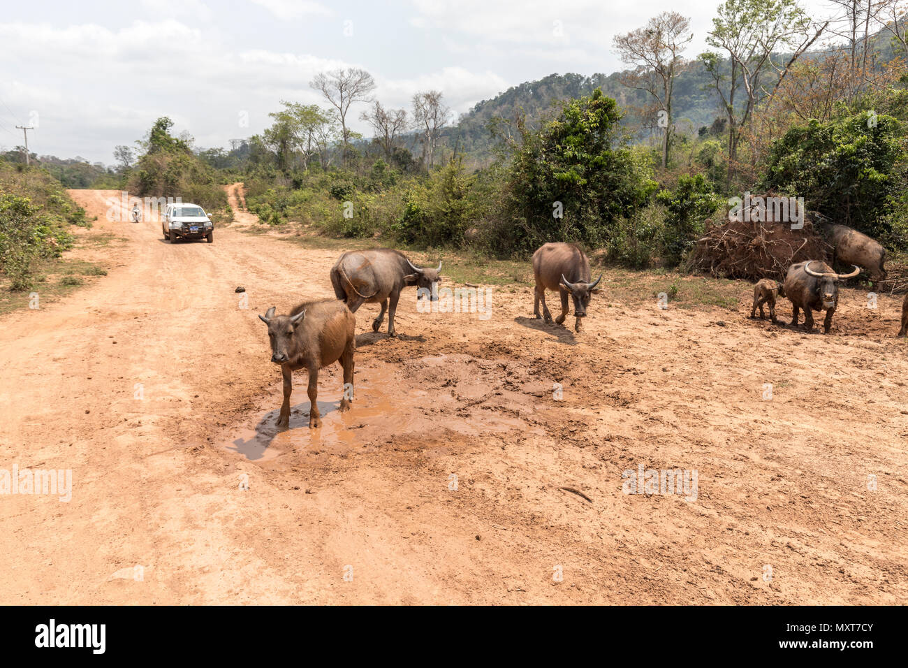 Rinder in Road, Boulapha, Laos Stockfoto