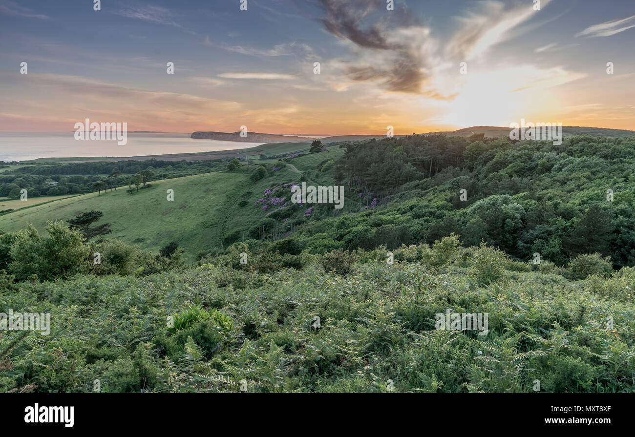 Mottistone Gemeinsame, Isle of Wight bei Sonnenuntergang Stockfoto