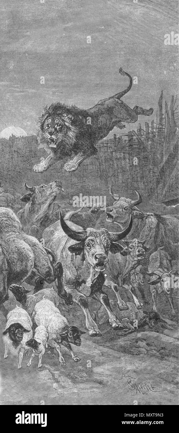 Lion. Vintage eingravierten Abbildung. Im Magazin im Jahr 1900 veröffentlicht. Illustrator Specht. Stockfoto