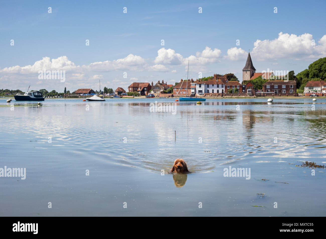 Abkühlung im Bosham Hafen an einem sonnigen Tag im Juni. Der Hund ist ein cockerpoo. Stockfoto