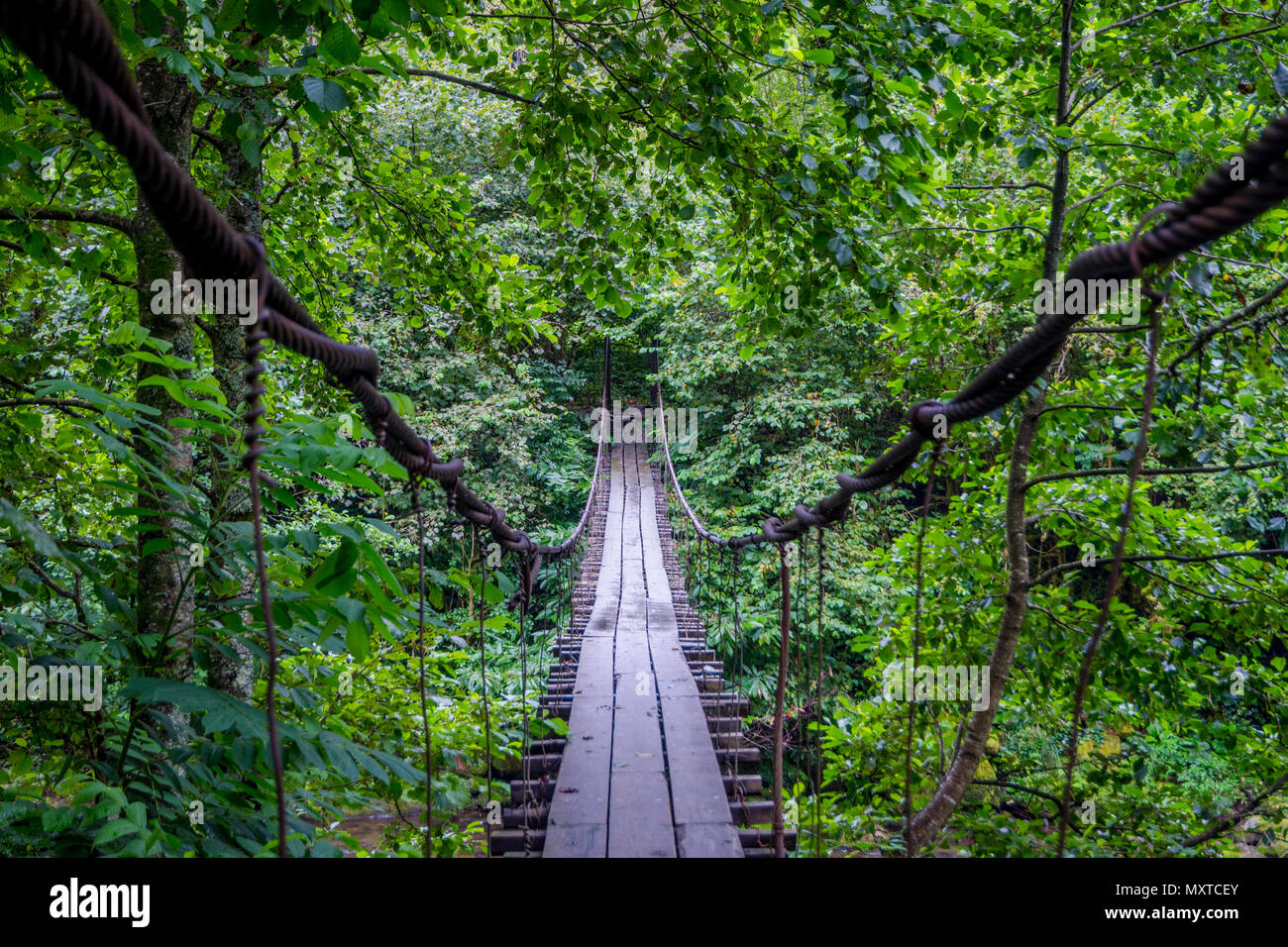 Hängebrücke über den Fluss in Mtirala National Park, Georgia Stockfoto