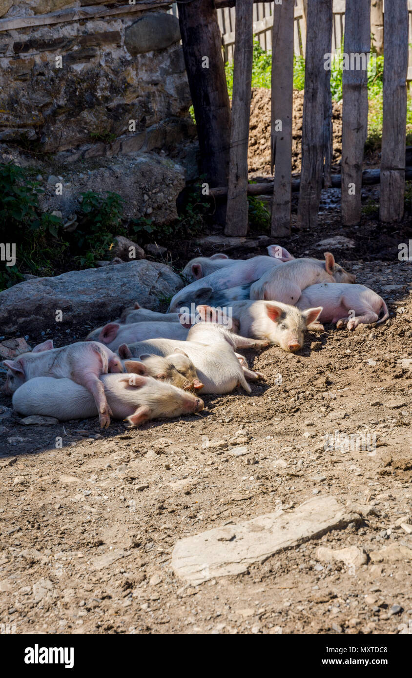 Junge schweine Schlafen draußen in der Sonne Stockfoto Junge schweine Schlafen draußen in der Sonne Stockfoto