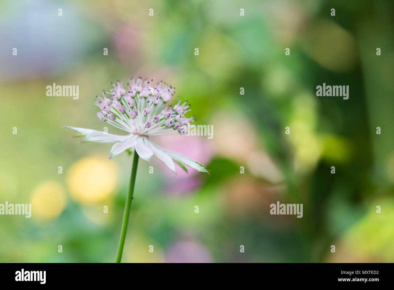 Astrantia Buckland Blume vor einem grünen Hintergrund in einem Englischen Garten Stockfoto