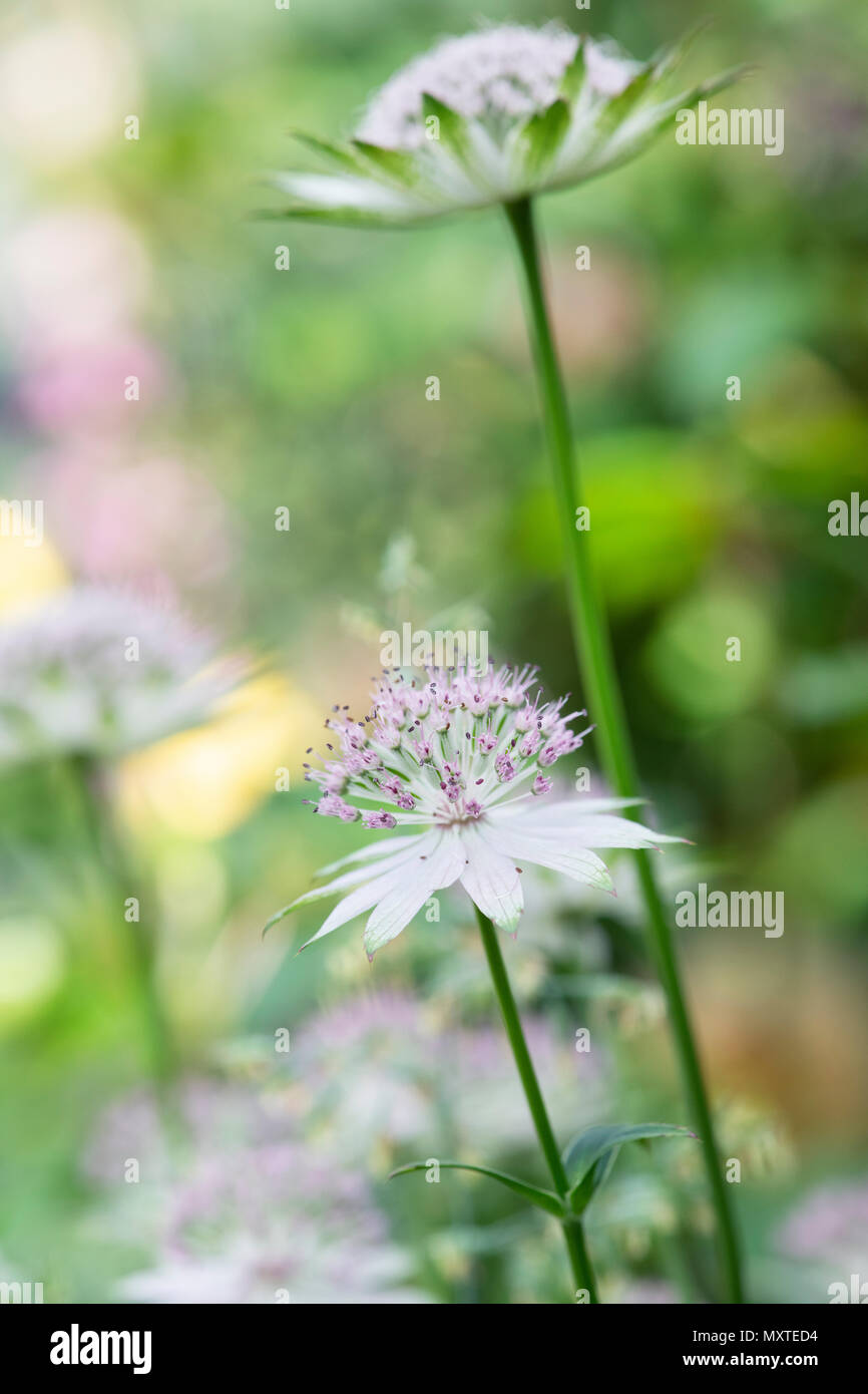 Astrantia Buckland Blume vor einem grünen Hintergrund in einem Englischen Garten Stockfoto