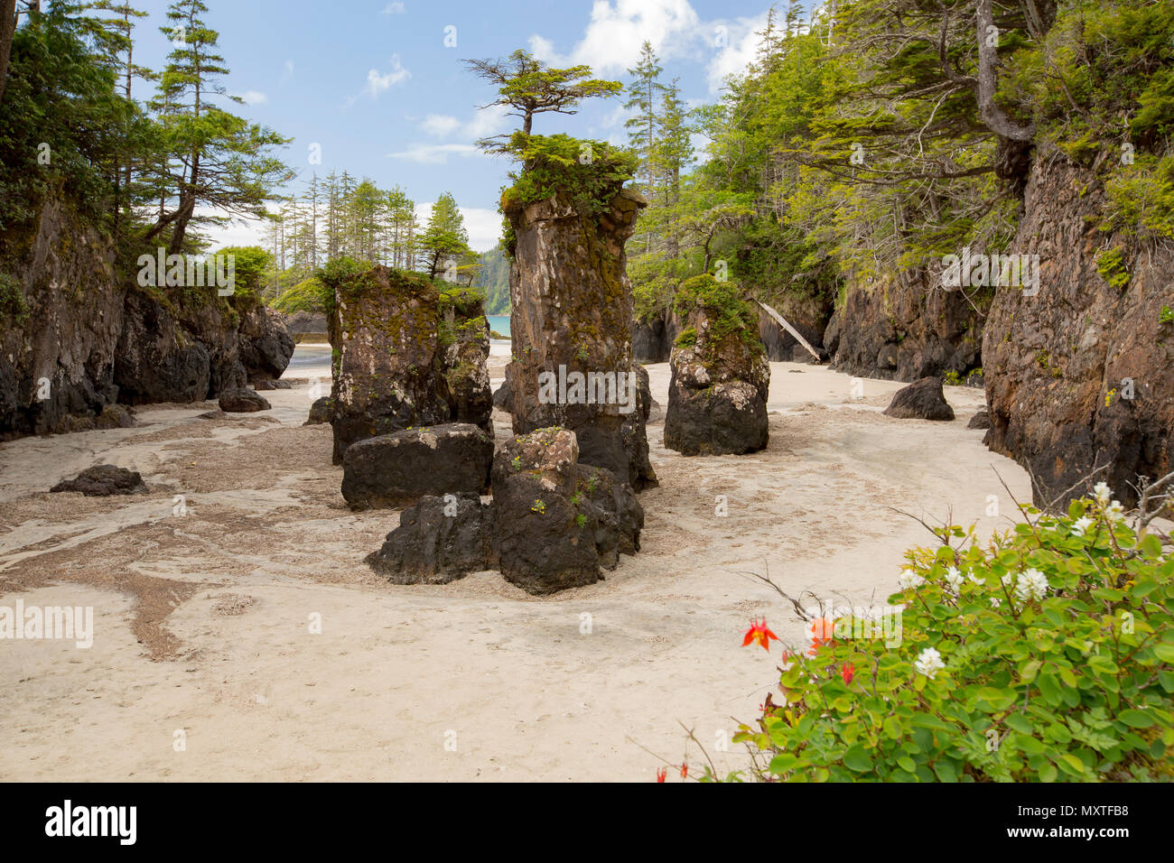 Vancouver Island. San Josef Bay in Cape Scott Provincial Park. Strand und Meer Stacks. Stockfoto