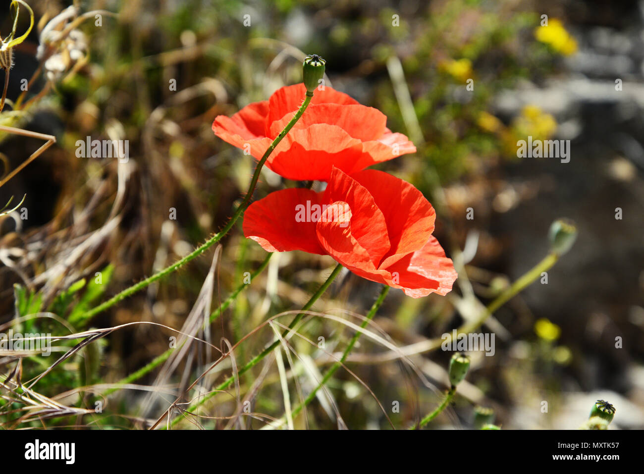 Blühender Mohn Blumen im Sommer Tag in Kotor, Montenegro. Stockfoto