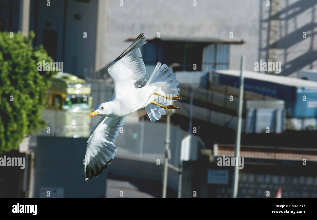 Fliegender Vogel. Möwe über grosse Hafen fliegen. Stockfoto
