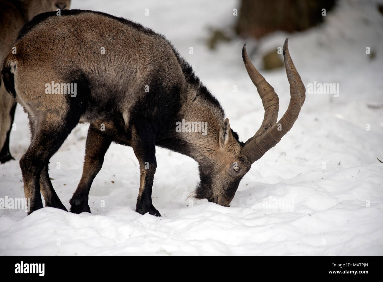 Pyrenäen Ibex im Schnee, Capra Pyrenaica, Spanien Stockfoto