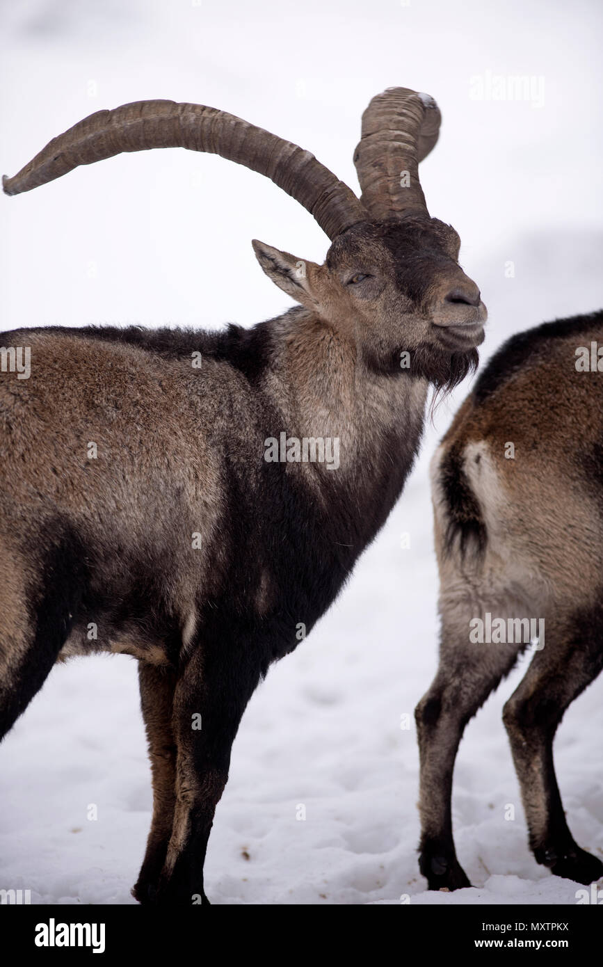 Pyrenäen Ibex im Schnee, Capra Pyrenaica, Spanien Stockfoto