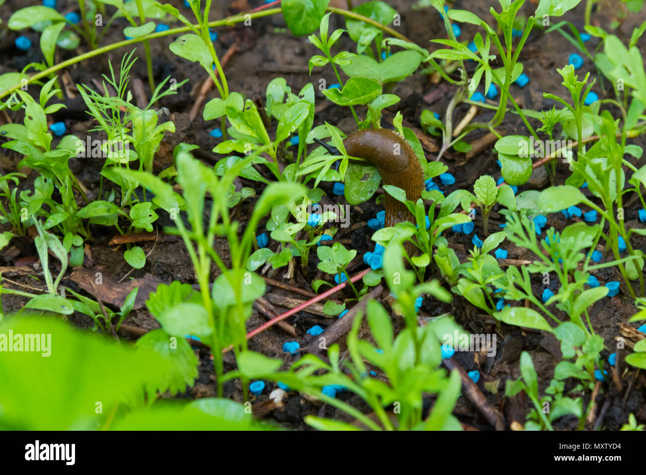 Nahaufnahme der Schnecke eine Schnecke essen Korn in einem Garten bed Stockfoto