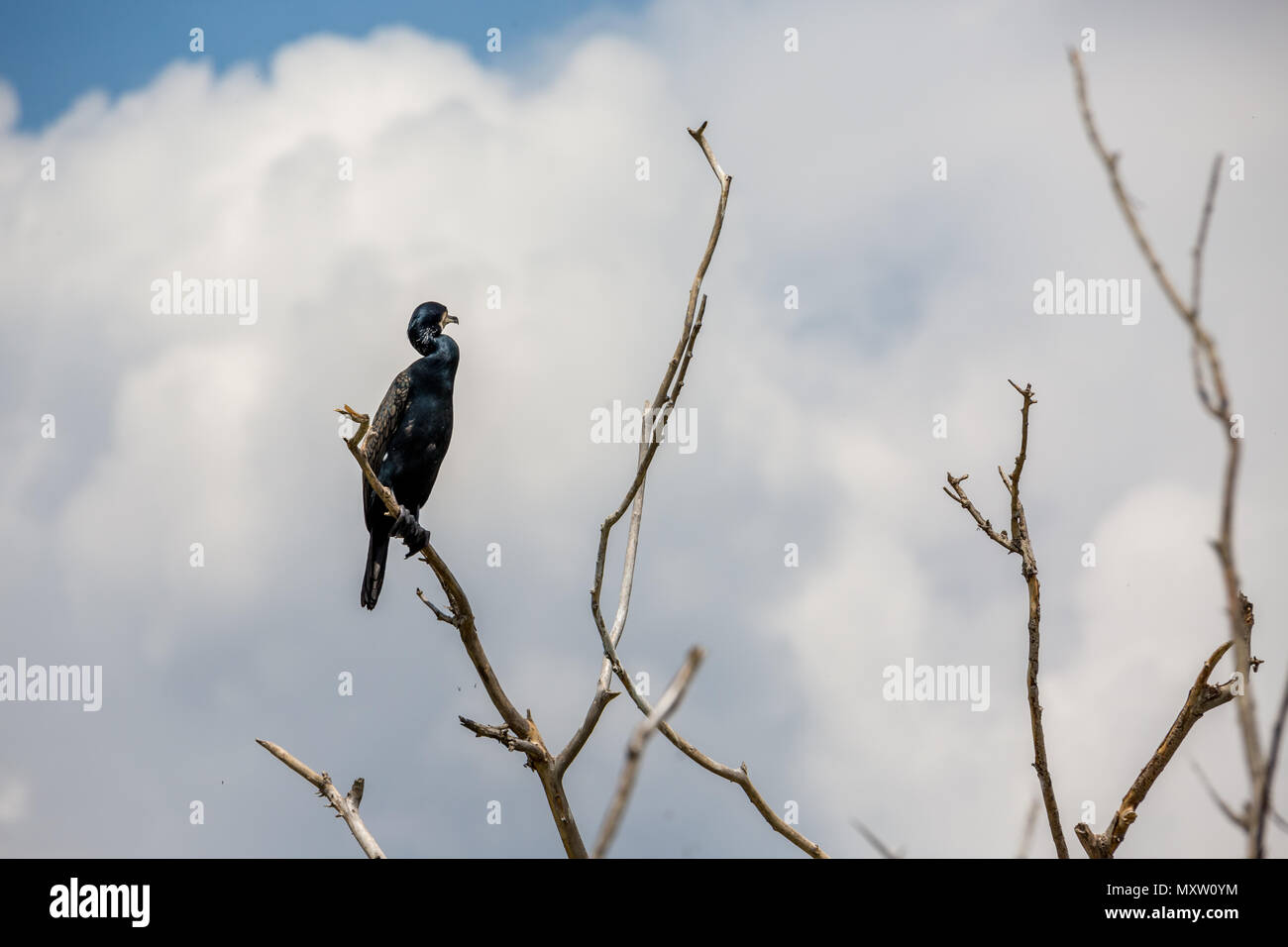 Kormoran auf toten Baum im Frühjahr See Kerkini, im Norden Griechenlands. Nahaufnahme der Vogel, weg schauen auf weißen Wolken Hintergrund Stockfoto