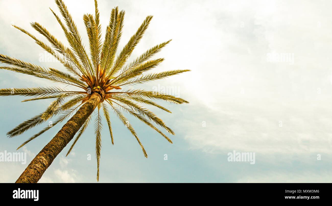 Palm Tree gegen Sunny Clear Sky panorama Hintergrund. Foto Farbe gelb getönten für Retro Vintage Sommer. Minimale Bild Konzept für Sommer vacat Stockfoto