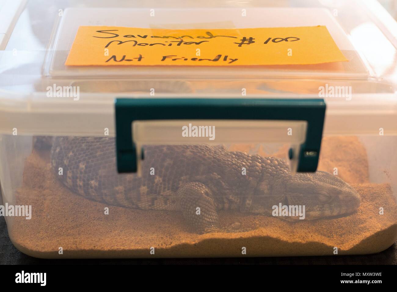 Eine Savanne Waran auf Anzeige an einem exotischen Reptilien zeigen. Stockfoto