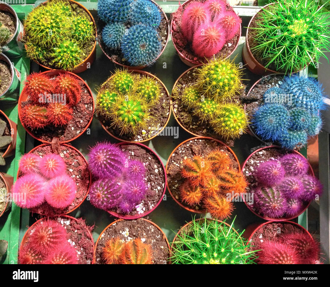 Bunte mini Kaktus im Topf. Wenig bunten Kakteen in Blumentöpfen. Sukkulenten  für Haus und Garten Dekoration Stockfotografie - Alamy