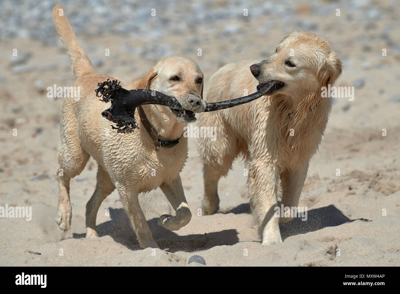 Labrador und Retriever spielen am Strand mit Kelp Stipe Stockfoto