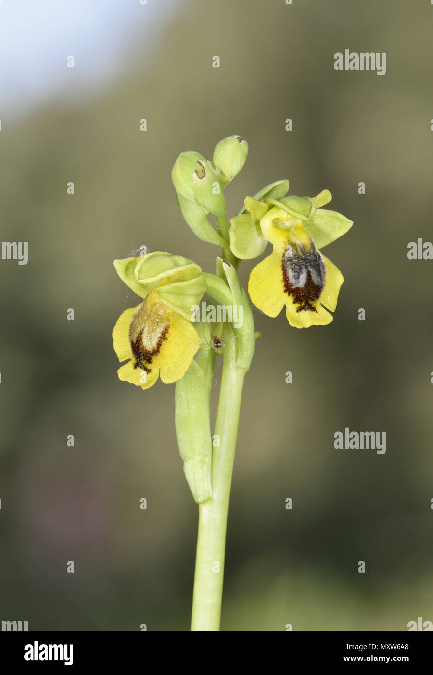 Gelb - ophrys Ophrys lutea lutea Subspezies. Stockfoto