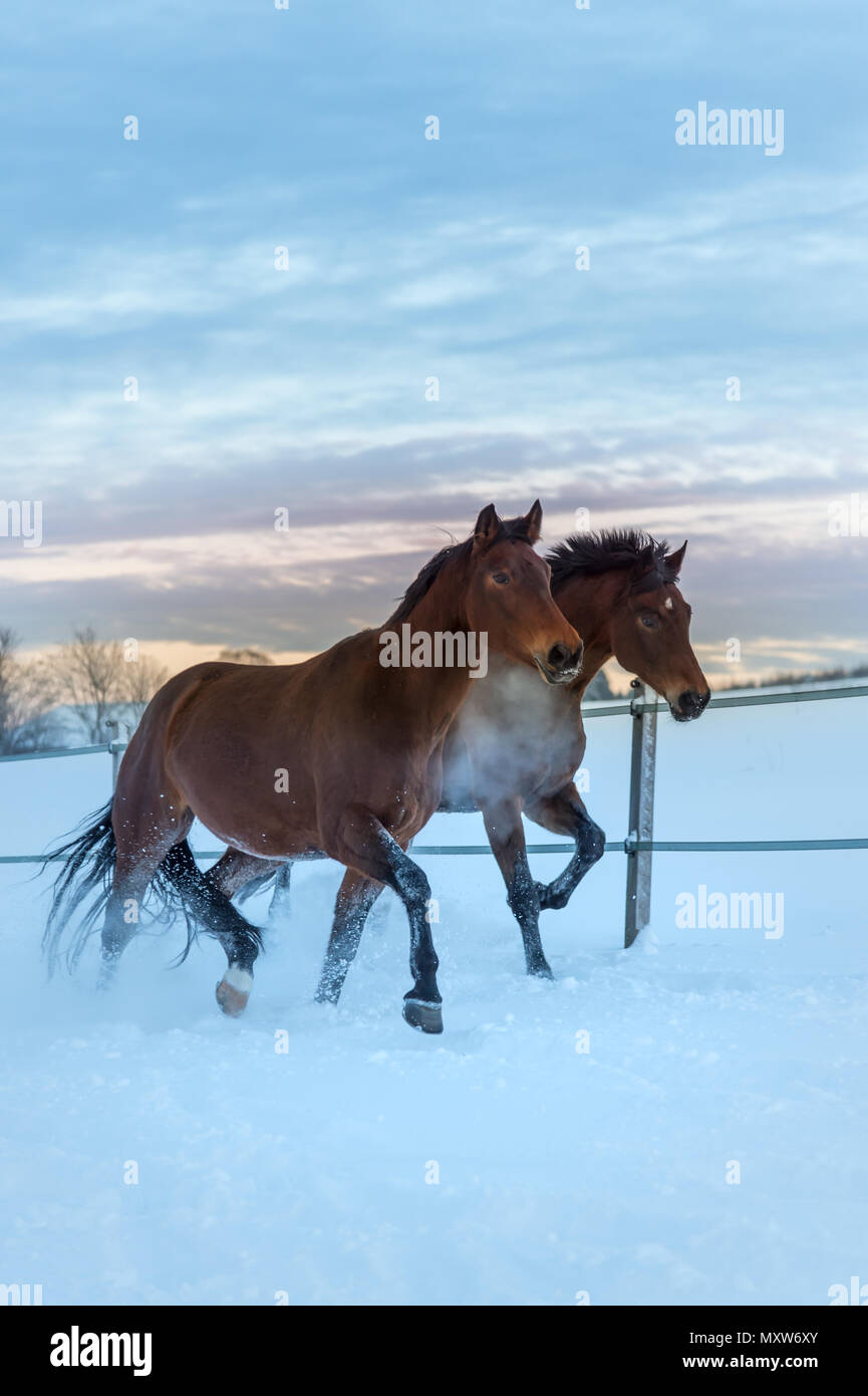 Zwei Rennpferde racing durch den Schnee. Tag der Winter geht zu Ende und der Himmel zeigt ein helles Sonnenuntergang. Die Pferde sind Vitalität Stockfoto